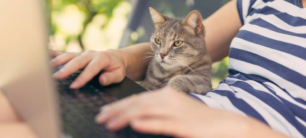 cat laptop keyboard featured