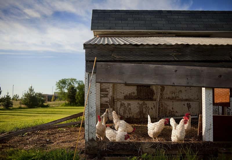 exterior gallinas ponedoras huevos negocio avicola 11373